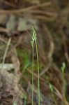 Whiteting sedge